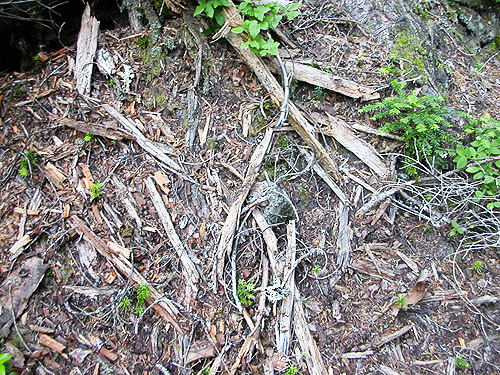 dead wood on foreat floor, Quartz Creek Trail, SE Snohomish County, Washington