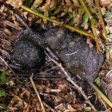 bear scat, woods on Cook Ave., N central Quimper Peninsula, Jefferson County, Washington