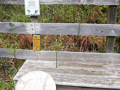 public bench, Jacob Miller Road, north central Quimper Peninsula, Jefferson County, Washington