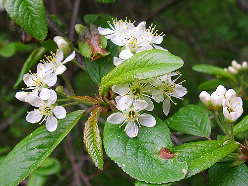 bitter cherry Prunus emarginatus, Quimper West Preserve, north central Quimper Peninsula, Jefferson County, Washington