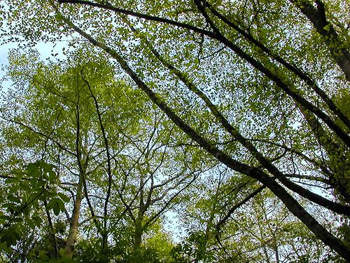 alder canopy, woods on Cook Ave., N central Quimper Peninsula, Jefferson County, Washington