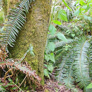 sword fern Polystichum munitum, woods on Cook Ave., N central Quimper Peninsula, Jefferson County, Washington