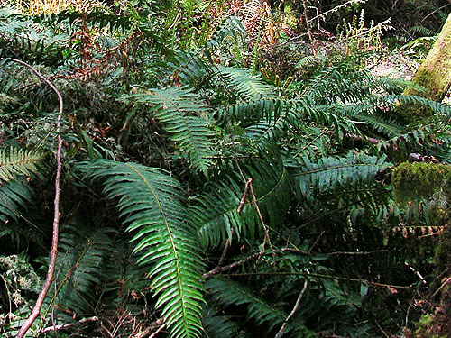 sword fern, Polystichum munitum, woods on Cook Ave., N central Quimper Peninsula, Jefferson County, Washington