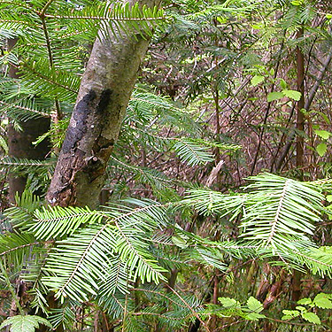 productive grand fir Abies grandis foliage, Quimper West Preserve, north central Quimper Peninsula, Jefferson County, Washington