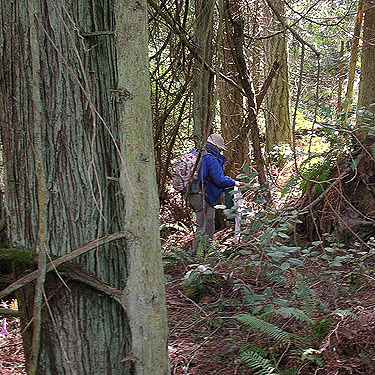 Rod Crawford in woods on Cook Ave., N central Quimper Peninsula, Jefferson County, Washington