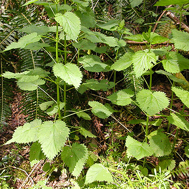 nettle understory, woods on Cook Ave., N central Quimper Peninsula, Jefferson County, Washington