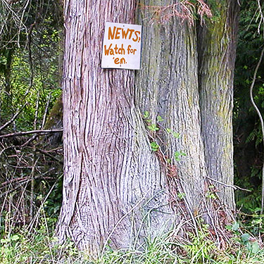 sign about newts, Quimper West Preserve, north central Quimper Peninsula, Jefferson County, Washington
