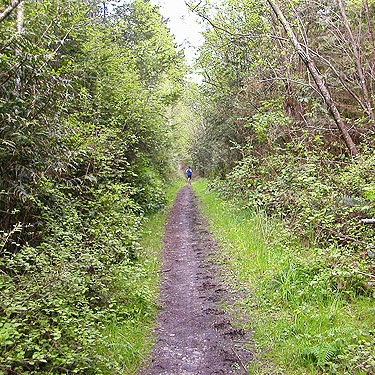 runner on main trail, Quimper West Preserve, north central Quimper Peninsula, Jefferson County, Washington