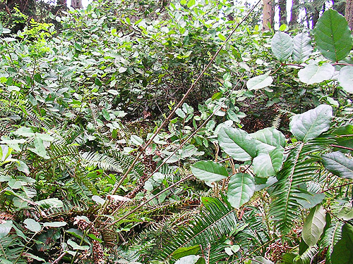 salal understory, woods on Cook Ave., N central Quimper Peninsula, Jefferson County, Washington