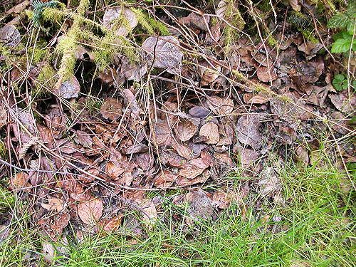 salal litter, Quimper West Preserve, north central Quimper Peninsula, Jefferson County, Washington