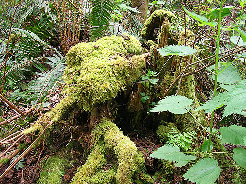 moss on stump, woods on Cook Ave., N central Quimper Peninsula, Jefferson County, Washington
