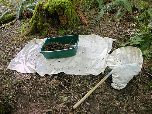 sifting setup, woods on Cook Ave., N central Quimper Peninsula, Jefferson County, Washington