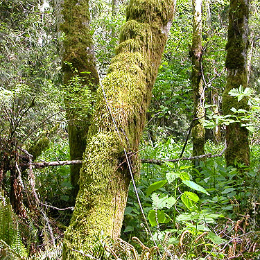 mossy alder trunk, woods on Cook Ave., N central Quimper Peninsula, Jefferson County, Washington