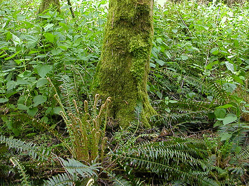 mossy alder trunk among nettles, woods on Cook Ave., N central Quimper Peninsula, Jefferson County, Washington