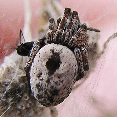 spider Dictyna coloradensis from field plants, West Canal near Quincy, Washington