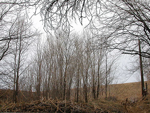 denser, younger elms, West Canal near Quincy, Washington