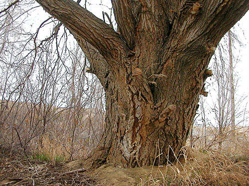 trunk of elm tree, West Canal near Quincy, Washington