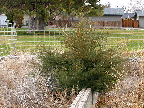 planted juniper at Quincy Valley Medical Center, Quincy, Washington