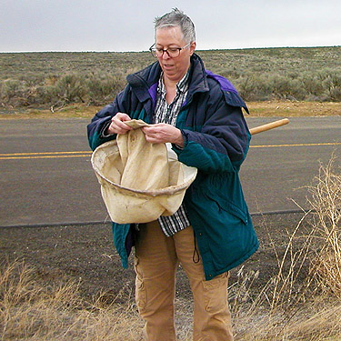 Laurel Ramseyer looks through sweep sample, Road Q north of Quincy, Washington
