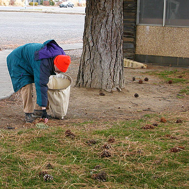 Laurel Ramseyer tapping pine cones at Quincy Medical Center, Quincy, Washington