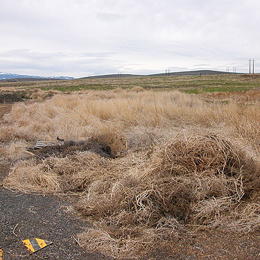 field of unsweepable thistle, near Quincy, Washington