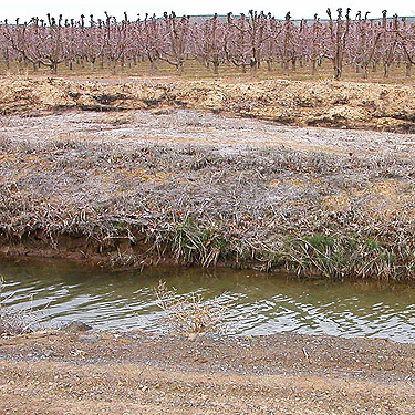 vineyard and irrigation canal, near Quincy, Washington
