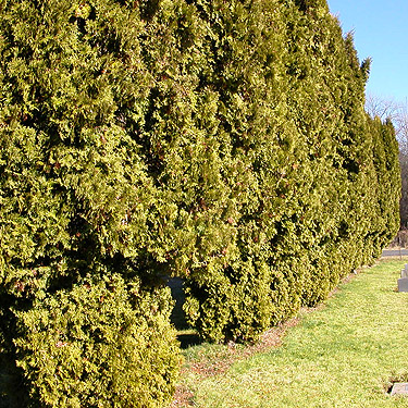 Cedar shrub windbreak, Rainey Valley Cemetery, Lewis County, Washington