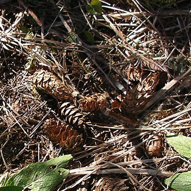 fallen Douglas-fir cones, Rainey Valley Cemetery, Lewis County, Washington