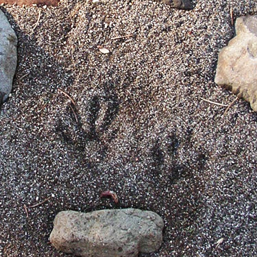 Raccoon tracks by Kiona Creek at Bowen Road, Lewis County, Washington