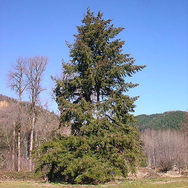 Douglas-fir tree north of Rainey Valley Cemetery, Lewis County, Washington