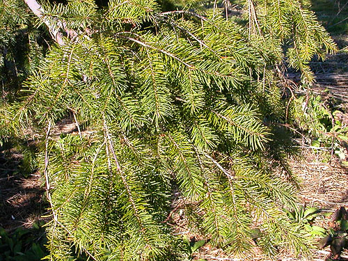 Douglas-fir foliage north of Rainey Valley Cemetery, Lewis County, Washington