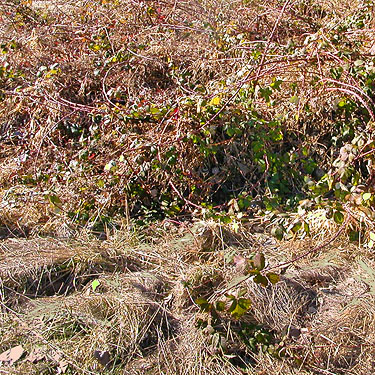 grassy field interrupted by blackberry, Rainey Valley Cemetery, Lewis County, Washington
