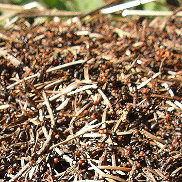 western thatching ants, Formica sp., Rainey Valley Cemetery, Lewis County, Washington