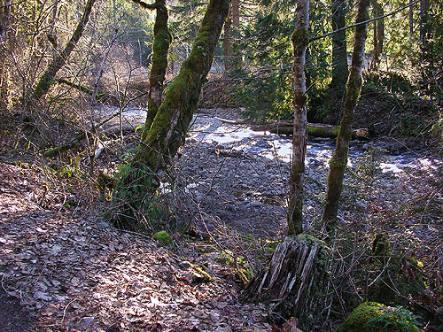 Creek with floodplain cottonwood, Kiona Creek at Bowen Road, Lewis County, Washington