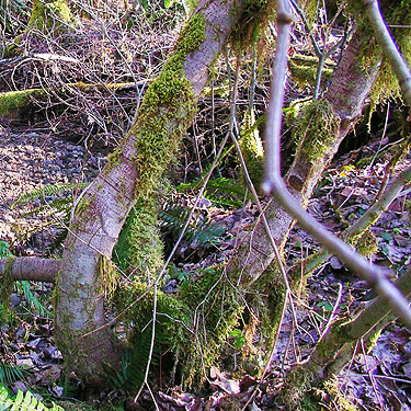 moss on cottonwood trunks, Kiona Creek at Bowen Road, Lewis County, Washington