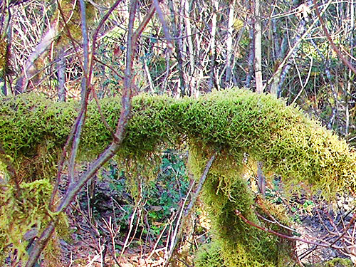 moss on cottonwood branch, Kiona Creek at Bowen Road, Lewis County, Washington