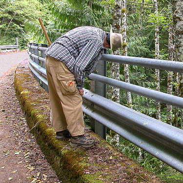 Laurel Ramseyer collecting spiders from North Fork bridge, upper Rapid River, Snohomish County, Washington