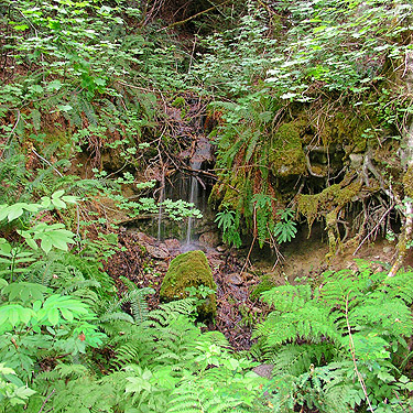 creeklet along trail, upper Rapid River, Snohomish County, Washington