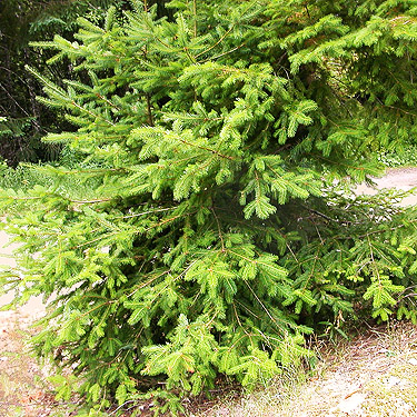 Douglas-fir foliage, upper Rapid River, Snohomish County, Washington