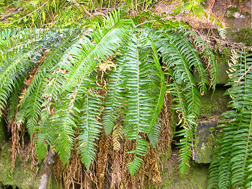 hanging ferns on retaining wall, upper Rapid River, Snohomish County, Washington