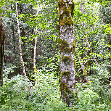 mossy alder trunk, upper Rapid River, Snohomish County, Washington