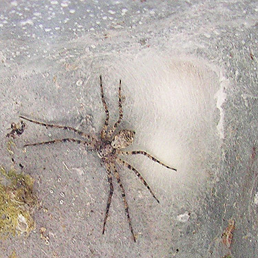 crab spider Philodromus spectabilis with egg sac on North Fork bridge, upper Rapid River, Snohomish County, Washington