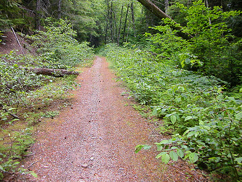 decommissioned road becomes trail, upper Rapid River, Snohomish County, Washington