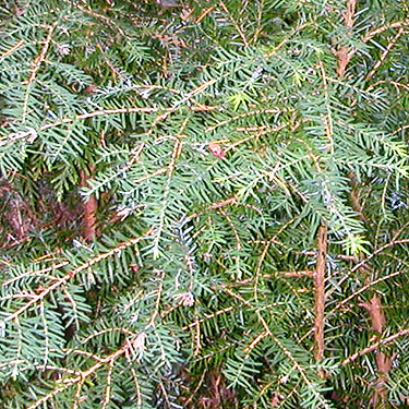 western hemlock Tsuga heterophylla foliage, upper Rapid River, Snohomish County, Washington