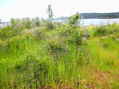 meadow on headland, Reuben Tarte County Park, San Juan Island, Washington