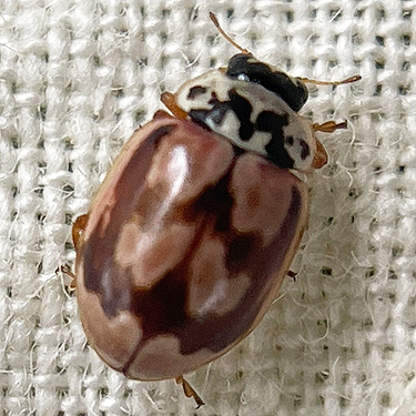 coccinellid beetle Mulsantina picta, Reuben Tarte County Park, San Juan Island, Washington