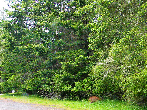 foliage at edge of parking lot, Reuben Tarte County Park, San Juan Island, Washington