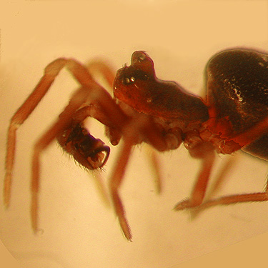 male spider Pelecopsis sculpta from Reuben Tarte County Park, San Juan Island, Washington