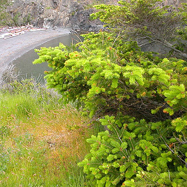 stunted Douglas-fir on the headland, Reuben Tarte County Park, San Juan Island, Washington