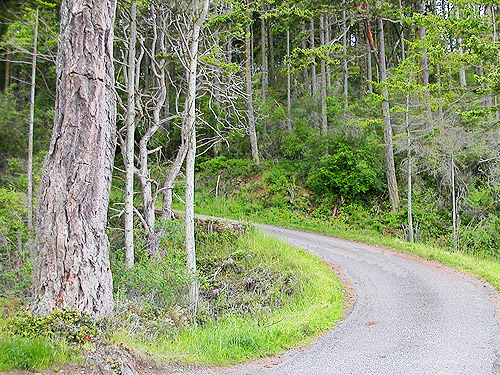 road from beach to upland habitats, Reuben Tarte County Park, San Juan Island, Washington